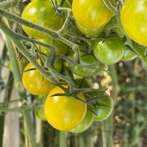 Olbrechts Tomaten - Snoeptomaten met Flandria label - Onze Lieve Vrouw Waver België
